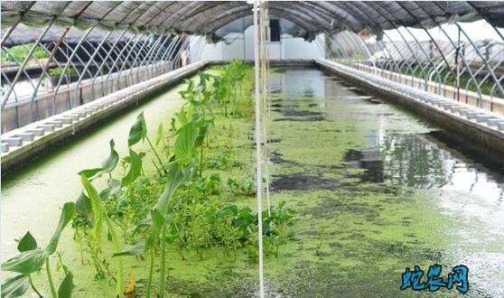 水蛭的养殖方法、水蛭加温控温养殖养殖法!