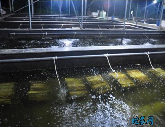 水蛭的养殖方法、水蛭加温控温养殖养殖法!