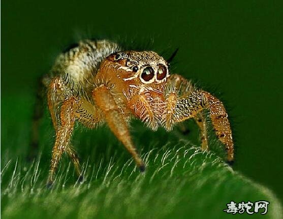 蜘蛛恐惧症测试图片