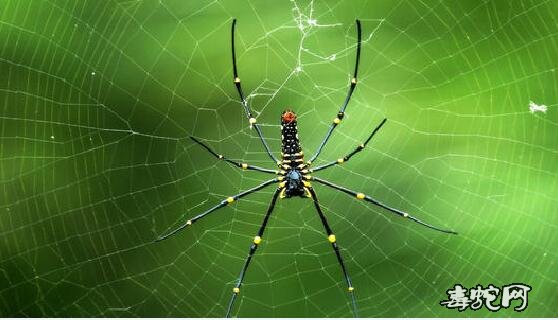 蜘蛛恐惧症测试图片