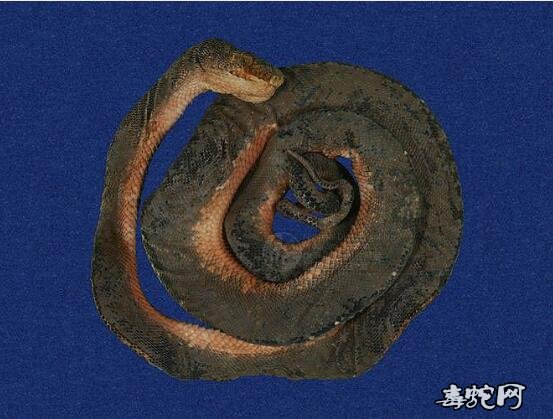 绿锦蛇标本图片