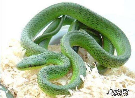 绿锦蛇标本图片