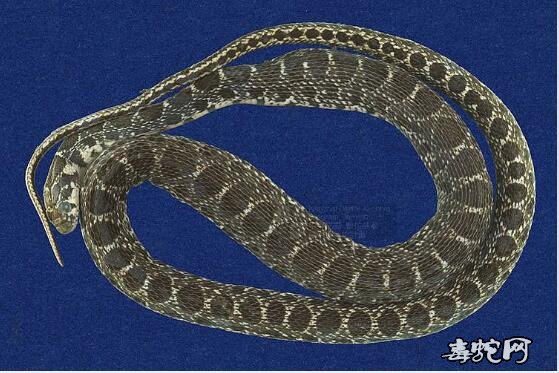 马蹄铁蛇标本图片