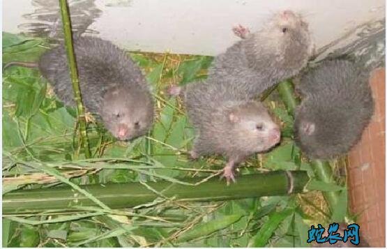 养竹鼠骗局!广西竹鼠是骗局吗?