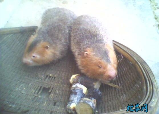 哪里可以买到竹鼠