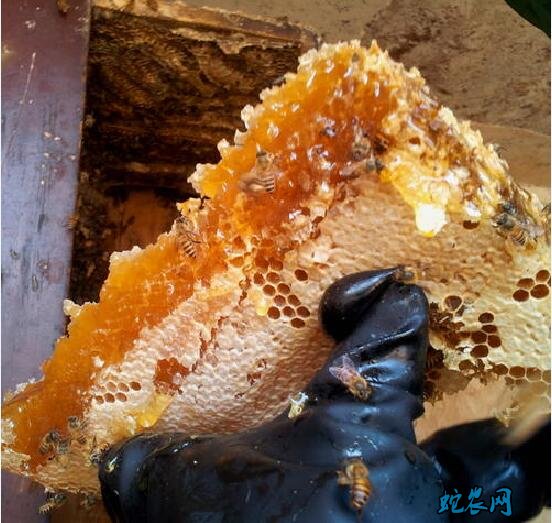 蜂巢蜜是什么蜜?蜂巢蜜的作用与功效有哪些?