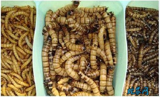 黄粉虫繁殖技术、种虫挑选到虫卵孵化详解!