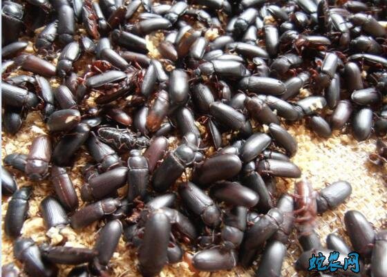 黄粉虫繁殖技术、种虫挑选到虫卵孵化详解!