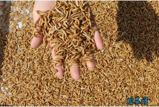 黄粉虫繁殖技术、种虫挑选到虫卵孵化详解!