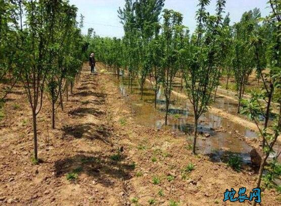 金蝉养殖基地、中国最大的金蝉养殖基地再哪里?