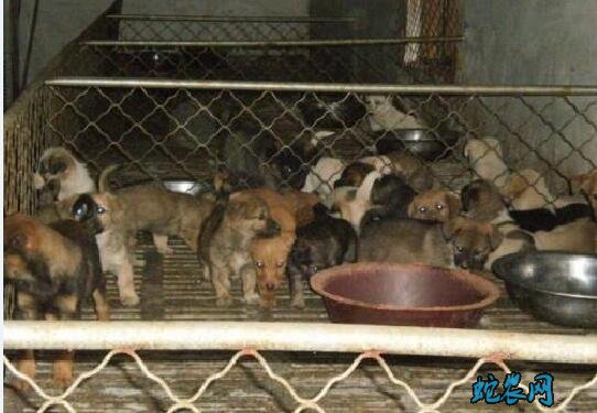 中国正规大肉狗养殖场、肉狗养殖是骗局吗?