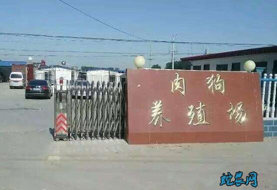 中国正规大肉狗养殖场、肉狗养殖是骗局吗?
