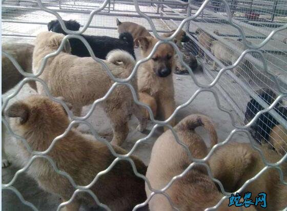 中国正规大肉狗养殖场、肉狗养殖是骗局吗?