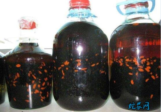 黑蚂蚁泡酒、黑蚂蚁泡酒治风湿病配方分享!