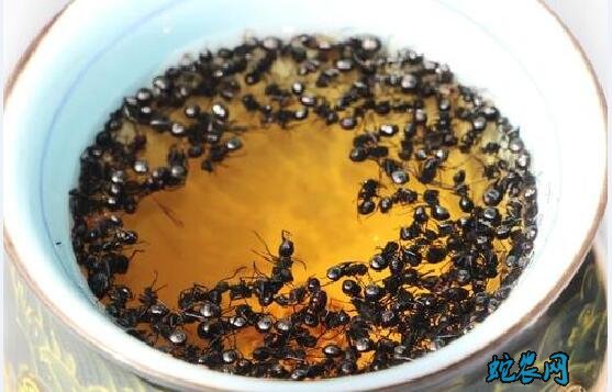 黑蚂蚁泡酒、黑蚂蚁泡酒治风湿病配方分享!