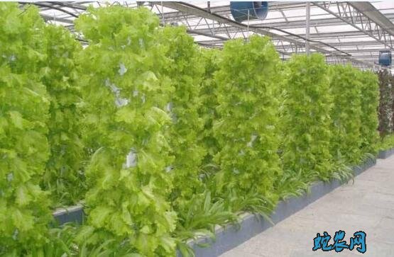 无土栽培有哪些方法?常见无土栽培蔬菜的方式有哪些?