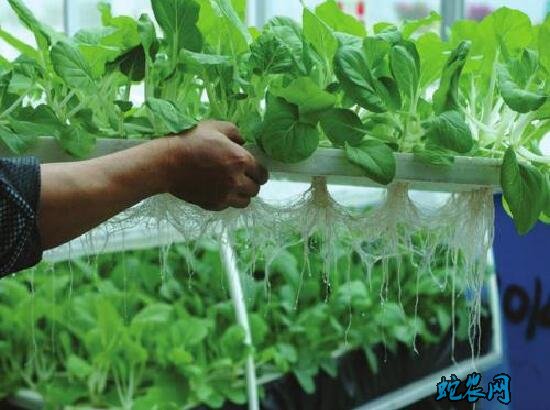 无土栽培有哪些方法?常见无土栽培蔬菜的方式有哪些?