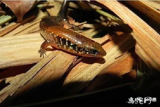 蜥蜴种类石龙子科品种大全图文解说