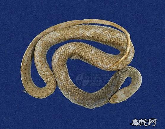 马坡伦蛇标本图片