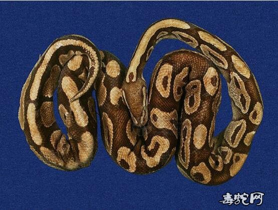 蟒蛇标本图片