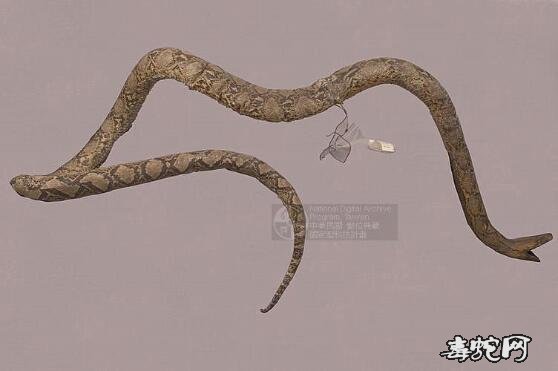 蟒蛇标本图片