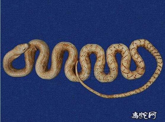 南蛇/滑鼠蛇/水律蛇标本图片