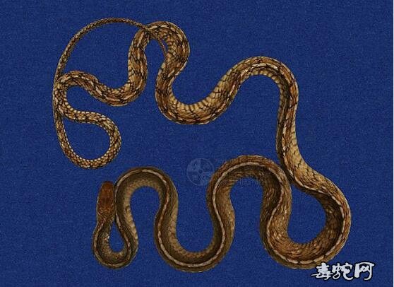 南蛇/滑鼠蛇/水律蛇标本图片