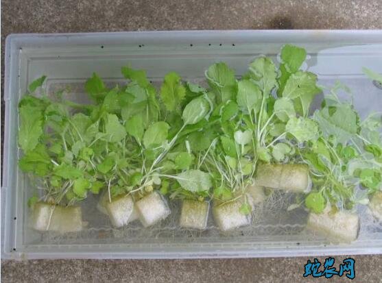 常见蔬菜可在家无土栽培品种有哪些?