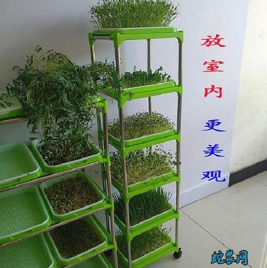 常见蔬菜可在家无土栽培品种有哪些?