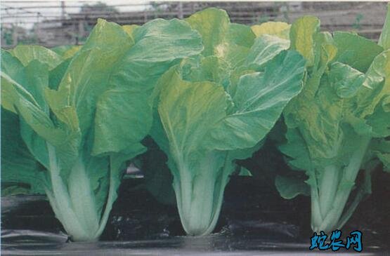 杭白菜图片