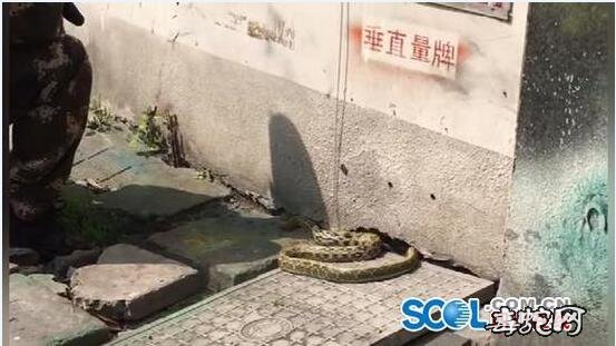 成都街头1.5米长大花蛇晒太阳!千万别溜进蛇餐馆了!