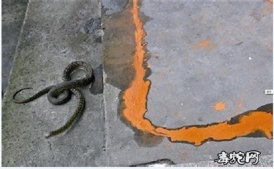 蛇为什么那么怕雄黄？蛇碰到硫磺真的会“原形毕露”？