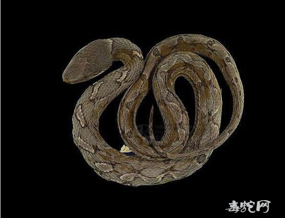 拟龟壳花/伪蝮蛇标本图片