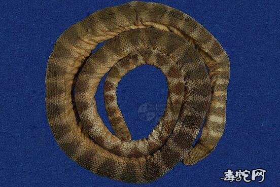 青环海蛇标本图片