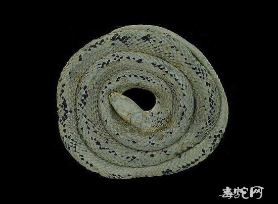 擬青蛇标本图片