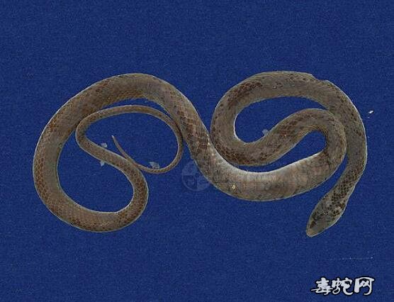 擬青蛇标本图片