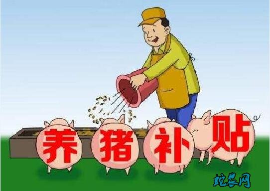 养猪政策