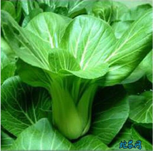 青菜都有什么种类?哪些菜叫青菜?