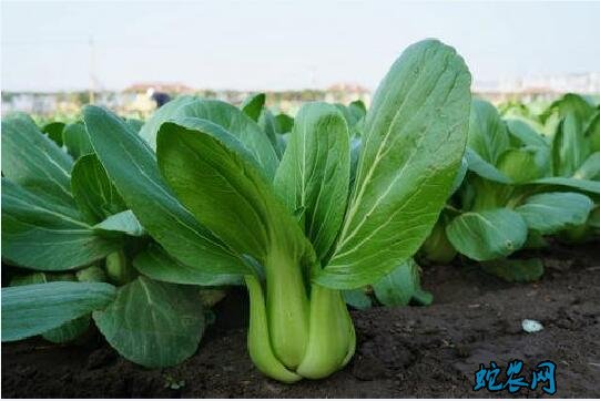 青菜都有什么种类?哪些菜叫青菜?