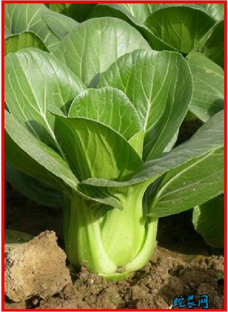 青菜都有什么种类?哪些菜叫青菜?