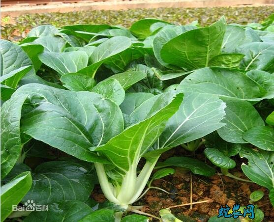 青菜都有什么种类?哪些菜叫青菜?