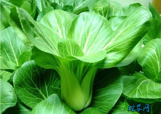 青菜都有哪些？上海青品种怎么样？