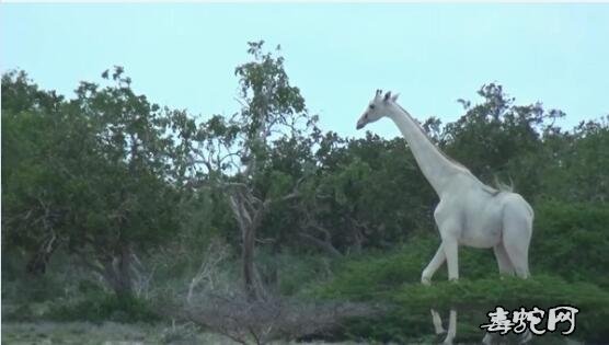 肯尼亚稀有纯白长颈鹿母子被杀！还不知道偷猎者目的！