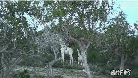 肯尼亚稀有纯白长颈鹿母子被杀！还不知道偷猎者目的！