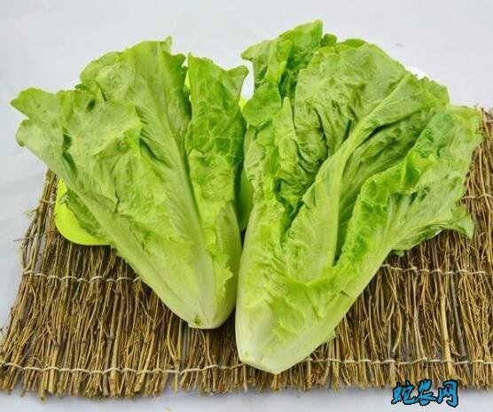 生菜热量