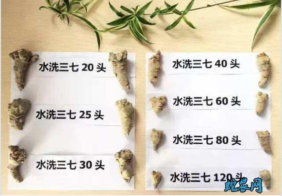 三七粉的作用与功效?