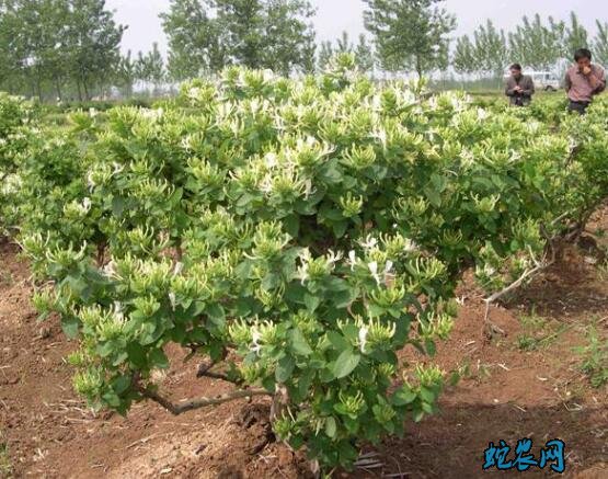 金银花树