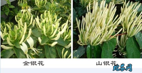 金银花树