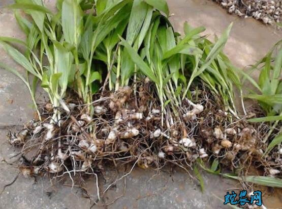 白芨种苗多少钱一公斤?