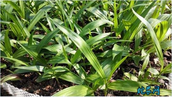 白芨种苗多少钱一公斤?